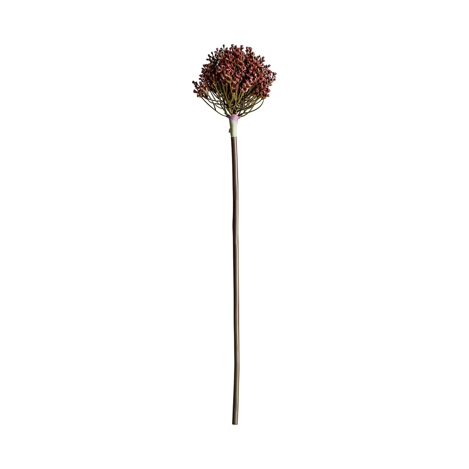 ALLIUM PLANT